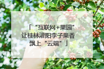 “互联网+果园”让桂林灌阳李子果香飘上“云端”