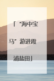 “海中宝马”游进霞浦盐田