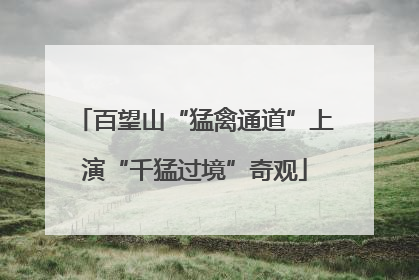 百望山“猛禽通道”上演“千猛过境”奇观