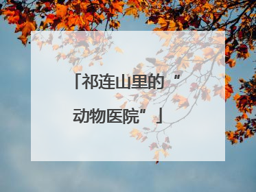 祁连山里的“动物医院”