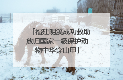 福建明溪成功救助放归国家一级保护动物中华穿山甲