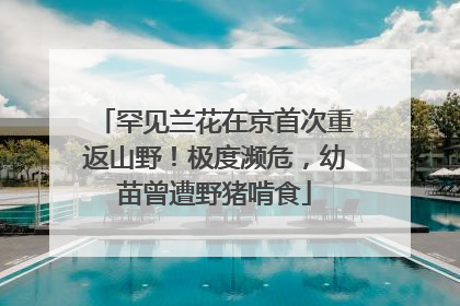 罕见兰花在京首次重返山野！极度濒危，幼苗曾遭野猪啃食