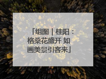组图｜桂阳：格桑花盛开 如画美景引客来