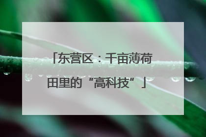 东营区：千亩薄荷田里的“高科技”