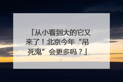 从小看到大的它又来了！北京今年“吊死鬼”会更多吗？
