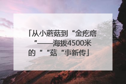 从小蘑菇到“金疙瘩“——海拔4500米的““菇“事新传