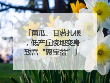 南瓜、甘薯扎根，低产丘陵地变身致富“聚宝盆”