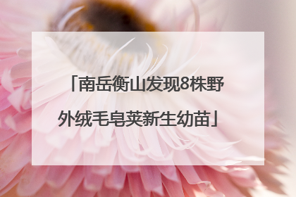 南岳衡山发现8株野外绒毛皂荚新生幼苗