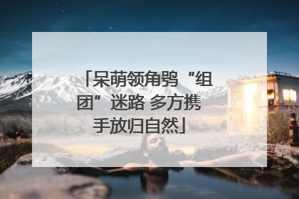 呆萌领角鸮“组团”迷路 多方携手放归自然
