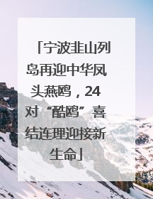 宁波韭山列岛再迎中华凤头燕鸥，24对“酷鸥”喜结连理迎接新生命