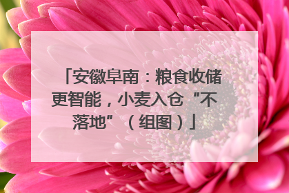 安徽阜南：粮食收储更智能，小麦入仓“不落地”（组图）