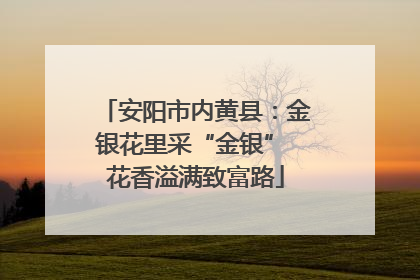 安阳市内黄县：金银花里采“金银” 花香溢满致富路