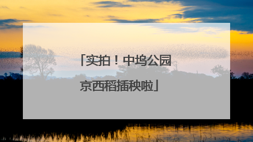 实拍！中坞公园京西稻插秧啦