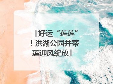 好运“莲莲”！洪湖公园并蒂莲迎风绽放