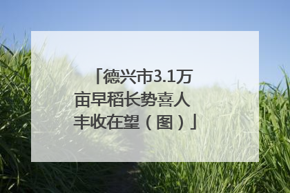 德兴市3.1万亩早稻长势喜人 丰收在望（图）
