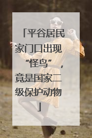 平谷居民家门口出现“怪鸟”，竟是国家二级保护动物