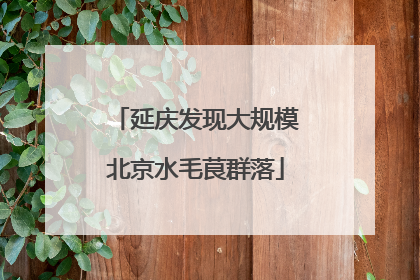 延庆发现大规模北京水毛茛群落