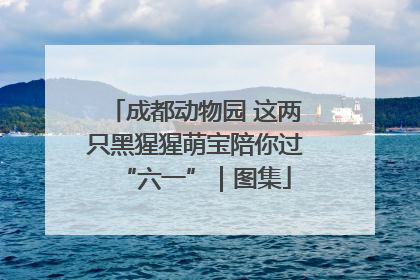 成都动物园 这两只黑猩猩萌宝陪你过“六一”｜图集