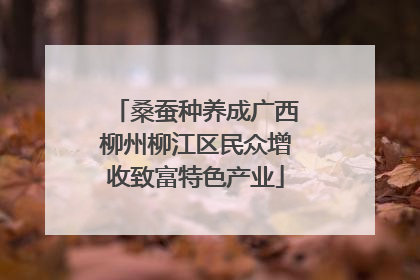 桑蚕种养成广西柳州柳江区民众增收致富特色产业