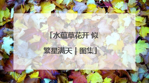 水蕴草花开 似繁星满天｜图集
