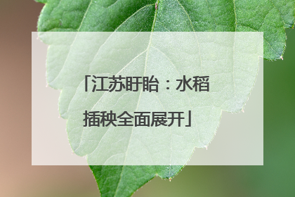 江苏盱眙：水稻插秧全面展开