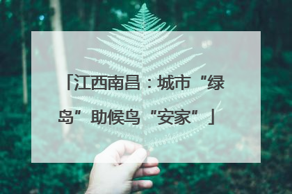 江西南昌：城市“绿岛”助候鸟“安家”