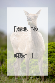 湿地“夜明珠”