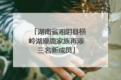 湖南省湘阴县横岭湖麋鹿家族再添三名新成员
