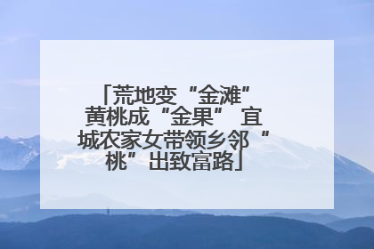 荒地变“金滩” 黄桃成“金果” 宜城农家女带领乡邻“桃”出致富路