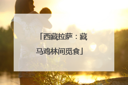 西藏拉萨：藏马鸡林间觅食
