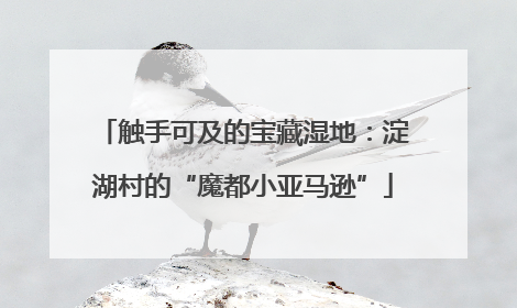 触手可及的宝藏湿地：淀湖村的“魔都小亚马逊”