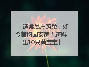 通常悬崖筑巢，如今首钢园安家！还孵出10只萌宝宝
