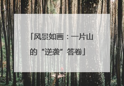 风景如画：一片山的“逆袭”答卷