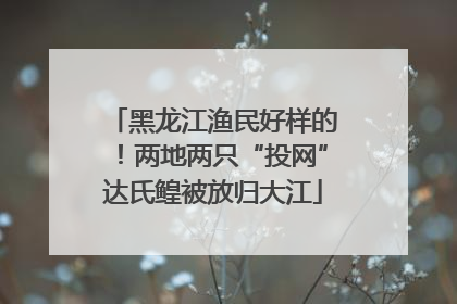 黑龙江渔民好样的！两地两只“投网”达氏鳇被放归大江
