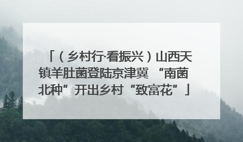 （乡村行·看振兴）山西天镇羊肚菌登陆京津冀 “南菌北种”开出乡村“致富花”
