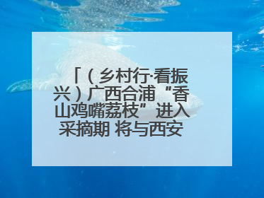 （乡村行·看振兴）广西合浦“香山鸡嘴荔枝”进入采摘期 将与西安“梦幻联动”