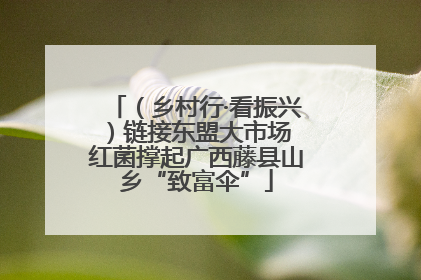 （乡村行·看振兴）链接东盟大市场 红菌撑起广西藤县山乡“致富伞”