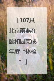 107只北京雨燕在颐和园完成年度“体检”